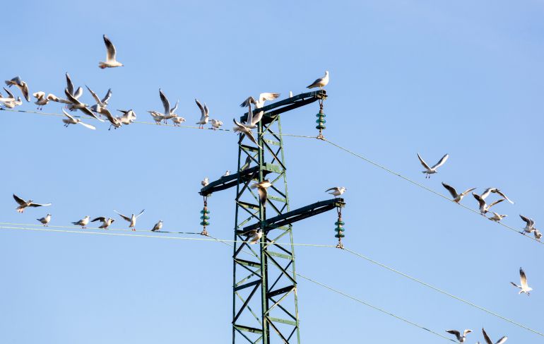 Tecnología Láser para el Control de Aves