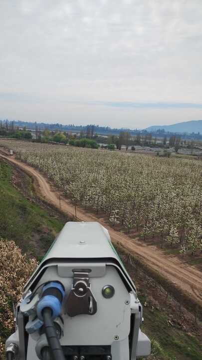 control de Aves en Cultivos de Cerezos